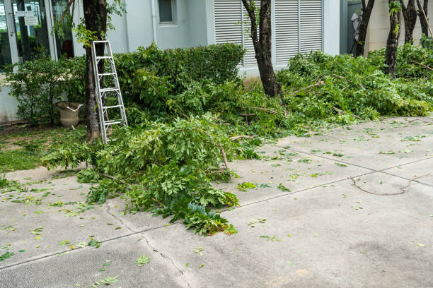 Organic Lawn Care Solutions in Eagle Grove, IA