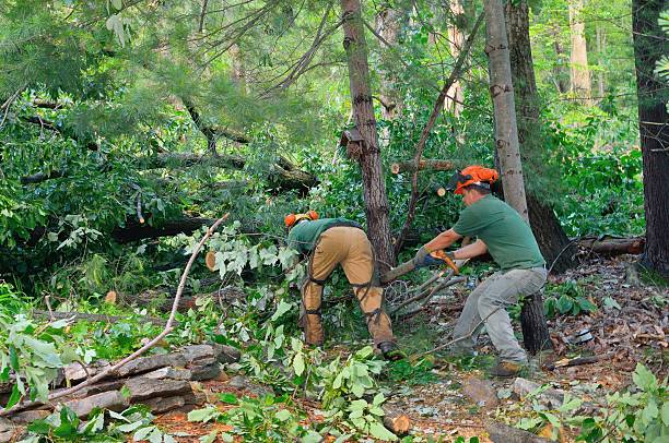 Best Root Management and Removal  in Eagle Grove, IA